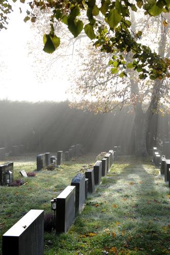 Solen som strålar över gravstenar som står på rad under lövträden.